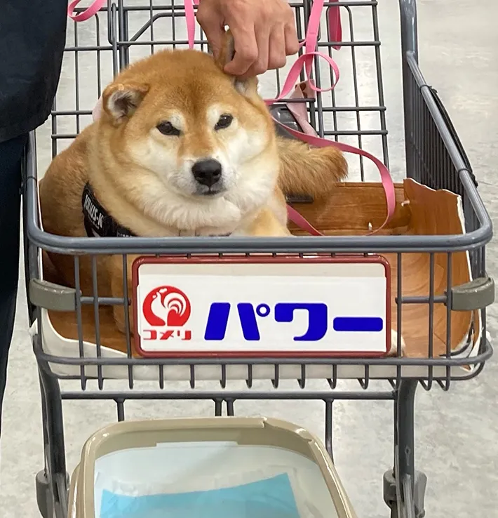 柴犬の写真