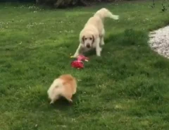 2匹の犬の写真