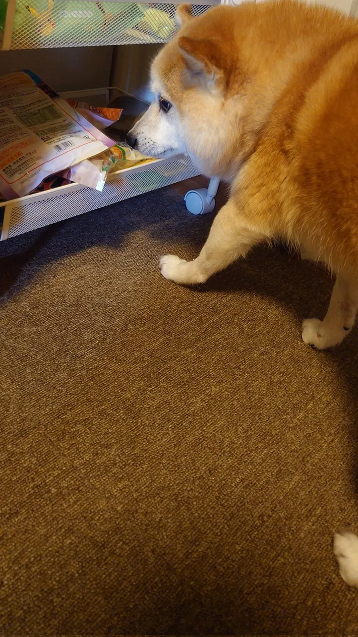 オヤツを漁る柴犬の写真