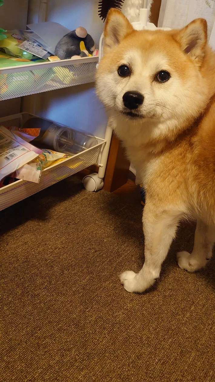 振り返る柴犬の写真