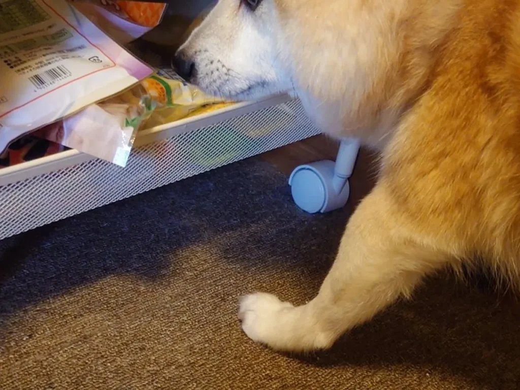オヤツを漁る柴犬の写真