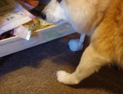オヤツを漁る柴犬の写真