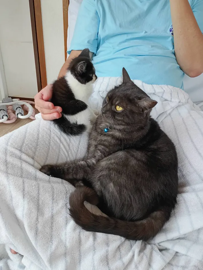 子猫と先住猫が近付く写真