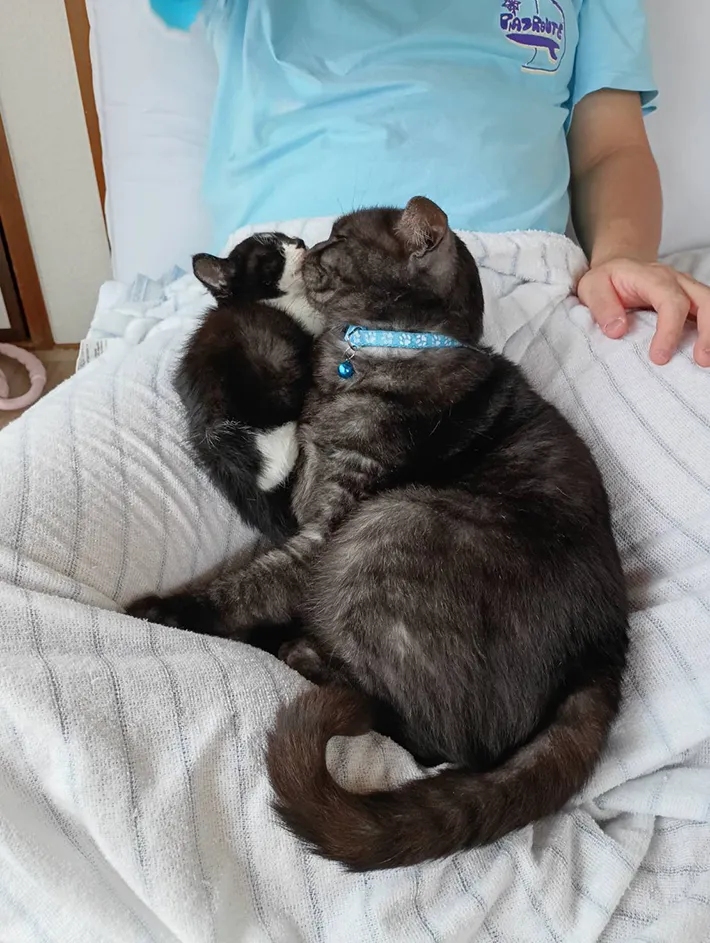 子猫と先住猫がくっついた写真