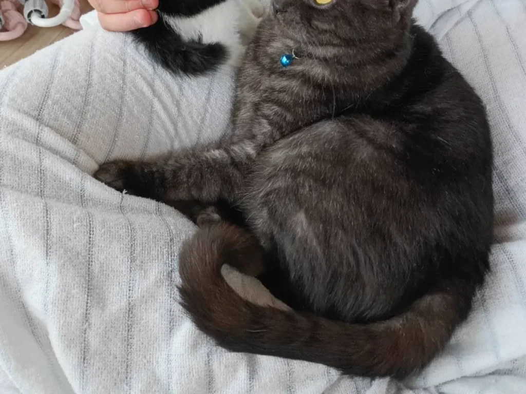 子猫と先住猫が近付く写真
