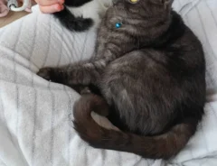 子猫と先住猫が近付く写真