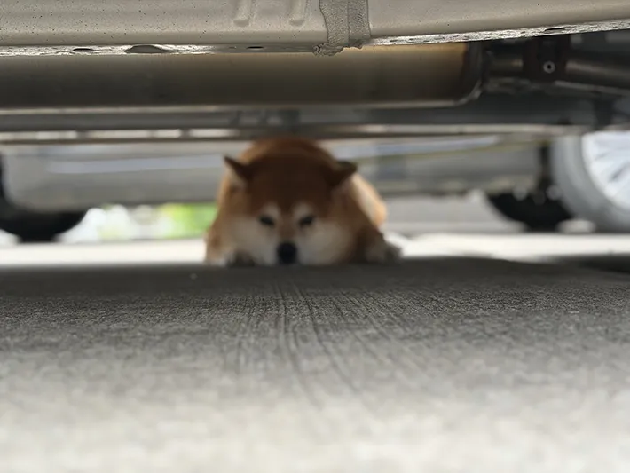 柴犬のくまきちくんが車の下を覗いている画像