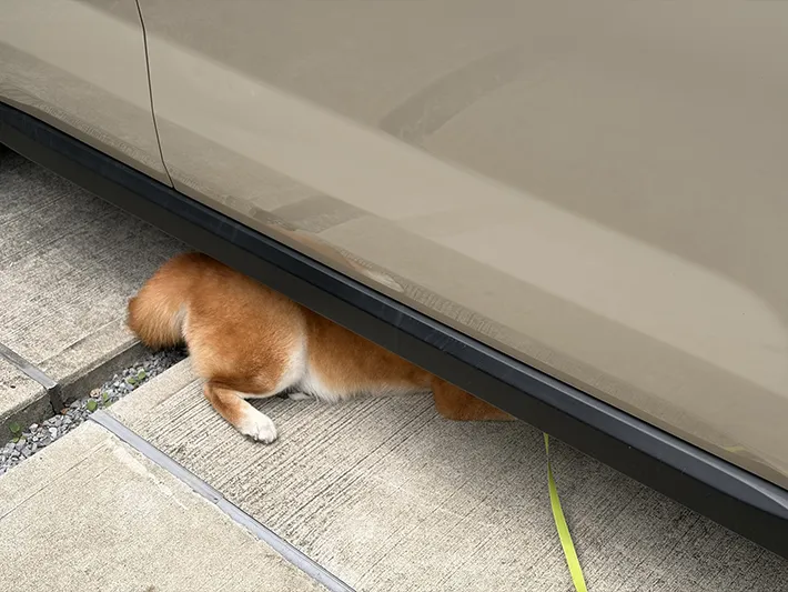 柴犬のくまきちくんが車の下を覗いている画像