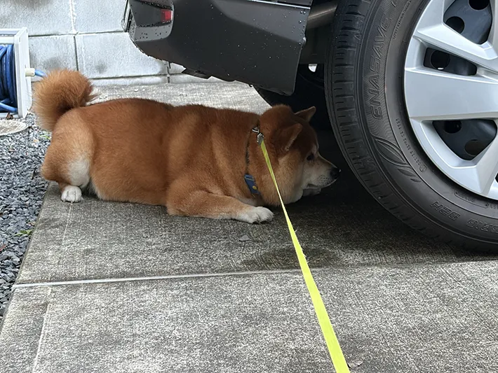 柴犬のくまきちくんが車の下を覗いている画像