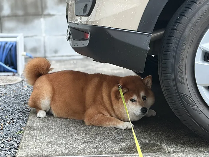 柴犬のくまきちくんが車の下を覗いている画像
