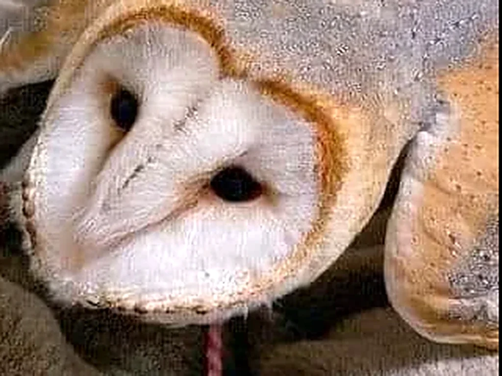 毛布の上でくつろぐ、メンフクロウの顔のアップ写真