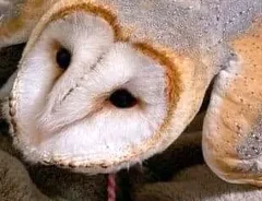 毛布の上でくつろぐ、メンフクロウの顔のアップ写真