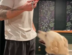 男性と犬の写真