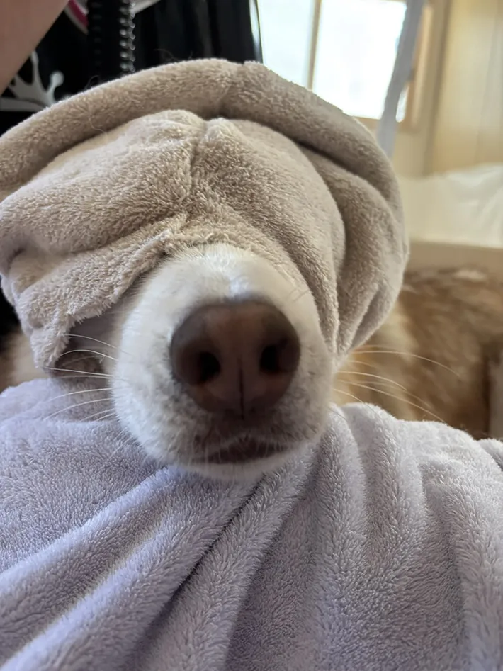 ヘアバンドをつけたハスキーの写真