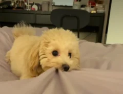 犬の写真
