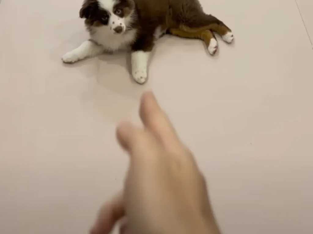 撃たれる演技をする犬の写真