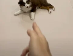 撃たれる演技をする犬の写真