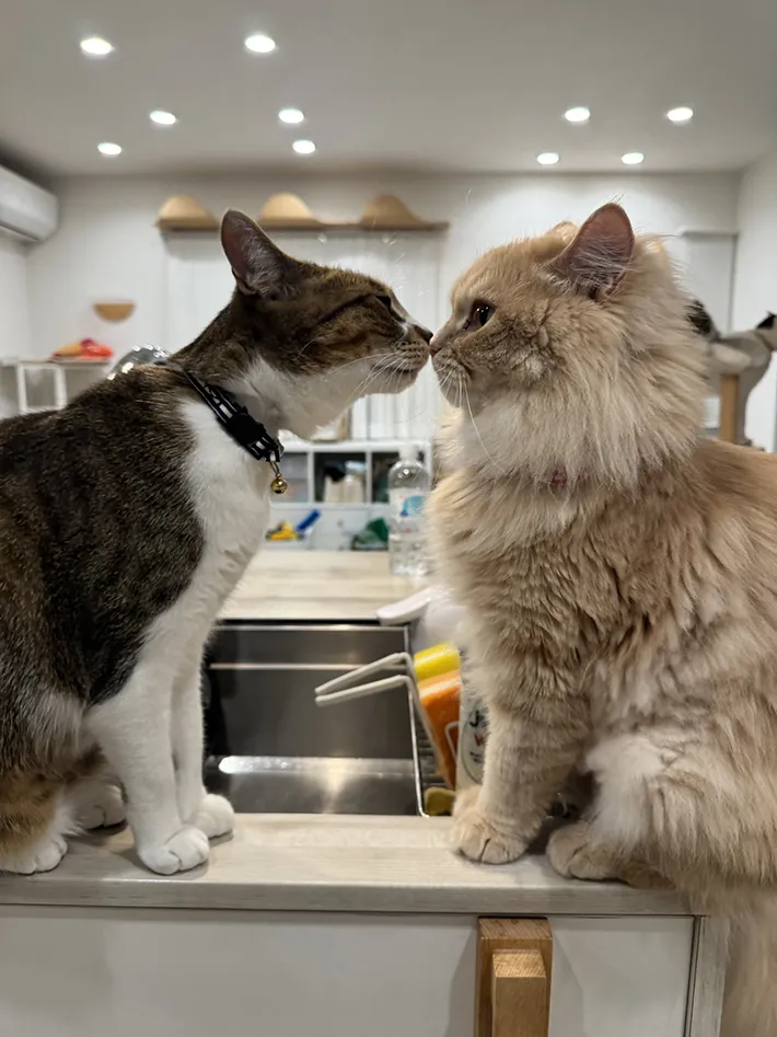 猫のからあげくんとてんぷらくんの画像