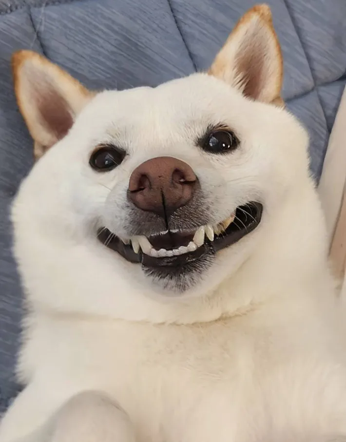 柴犬のまんまるくんの画像