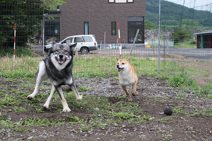欽ちゃん走りの狼犬と驚く柴犬の写真