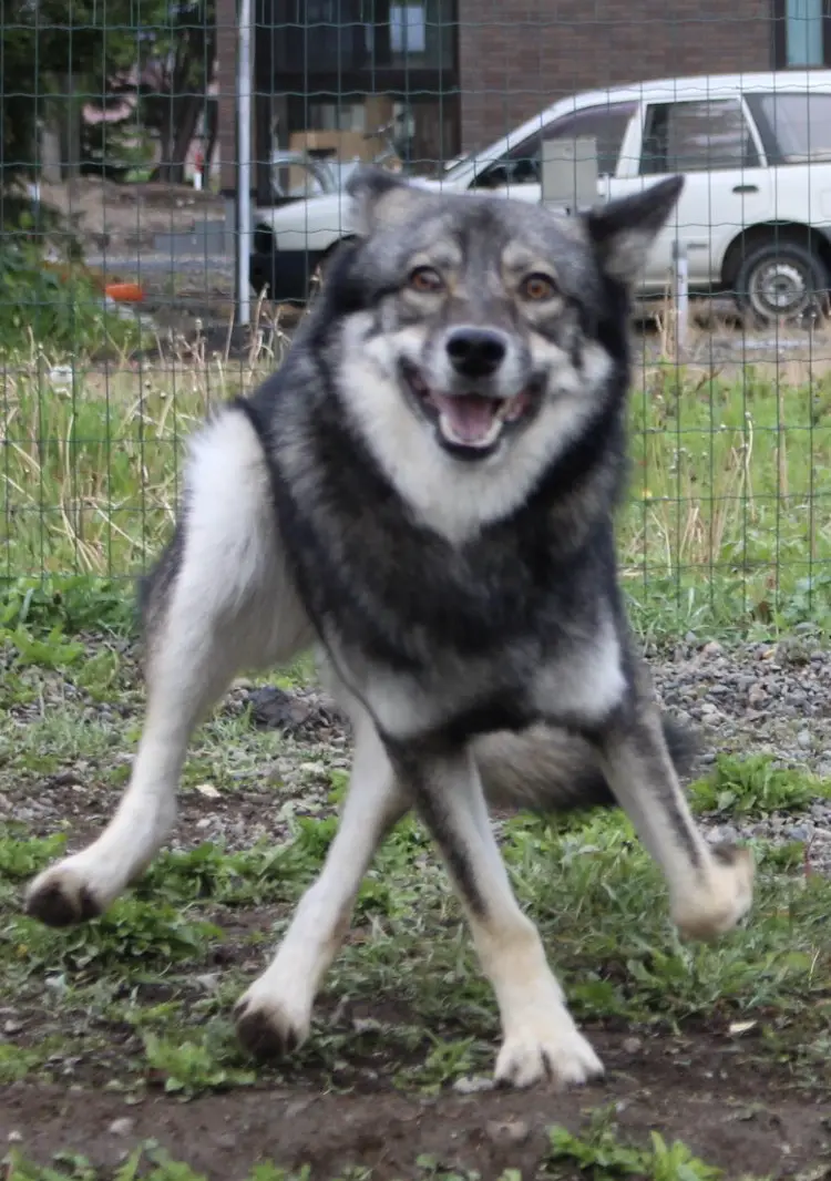 欽ちゃん走りの狼犬の写真
