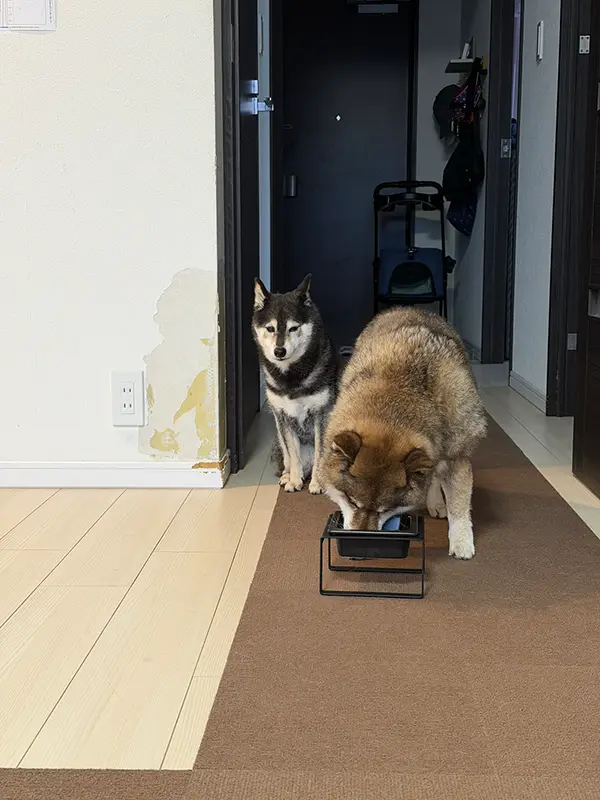 食事タイムの柴犬の写真