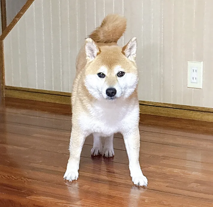 柴犬の写真（提供：@sbtum1）