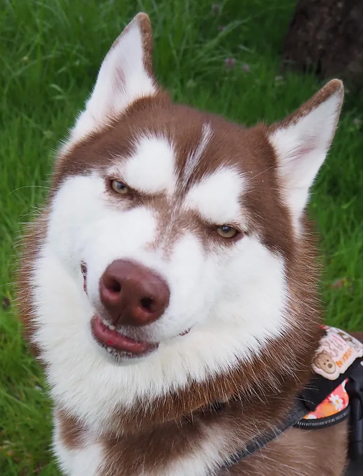 ハスキーの写真