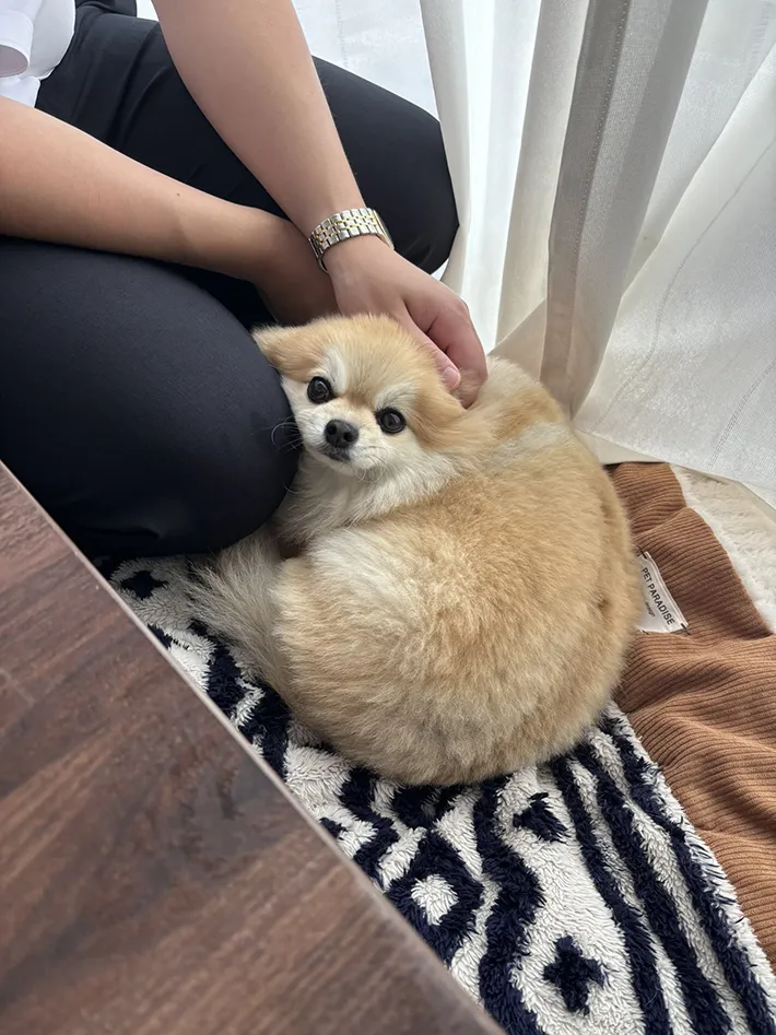 チワワとポメラニアンのMIX犬、そるくんの画像（提供：@pretty_soluluさん）