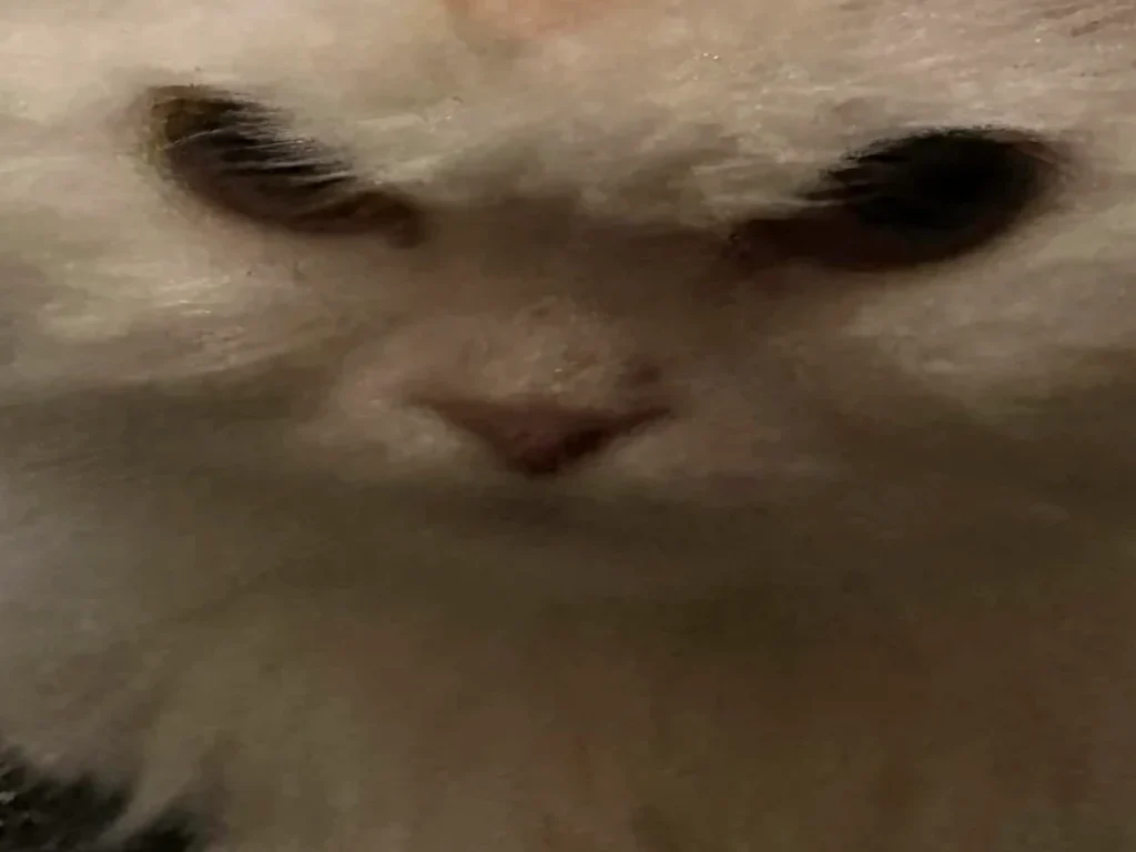 不機嫌な白い猫の顔の写真