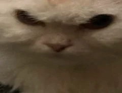 不機嫌な白い猫の顔の写真