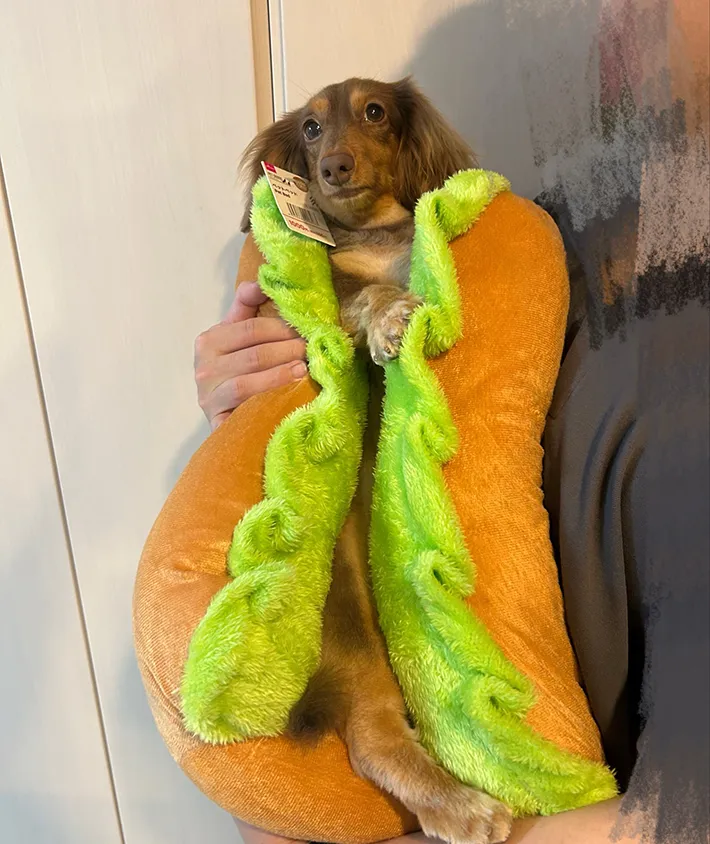 ホットドッグ犬の写真