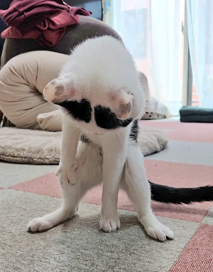 猫の写真