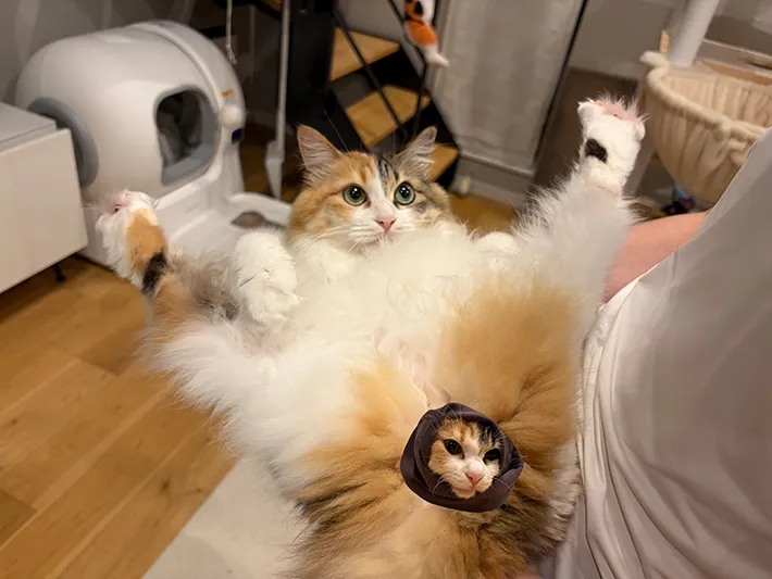 猫のうなぎちゃんの画像（提供：@potechi_nikkiさん）