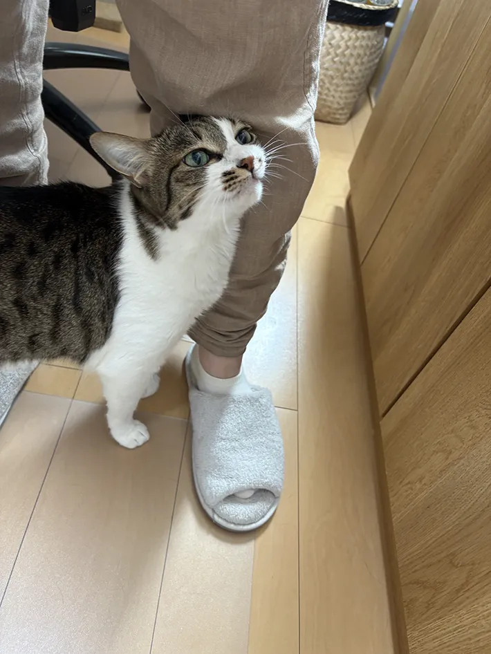 猫の写真