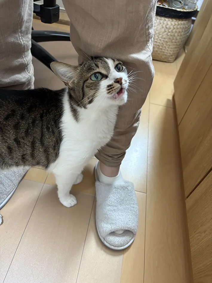 猫の写真