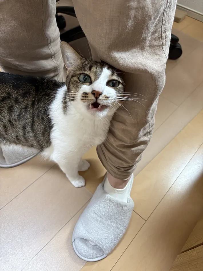 猫の写真