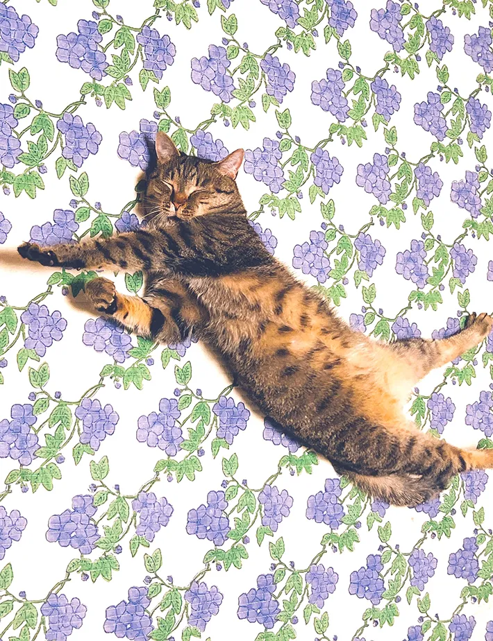 猫の寝相の写真