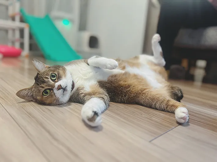 猫のおこめちゃんの画像（提供：@oki_soroeさん）