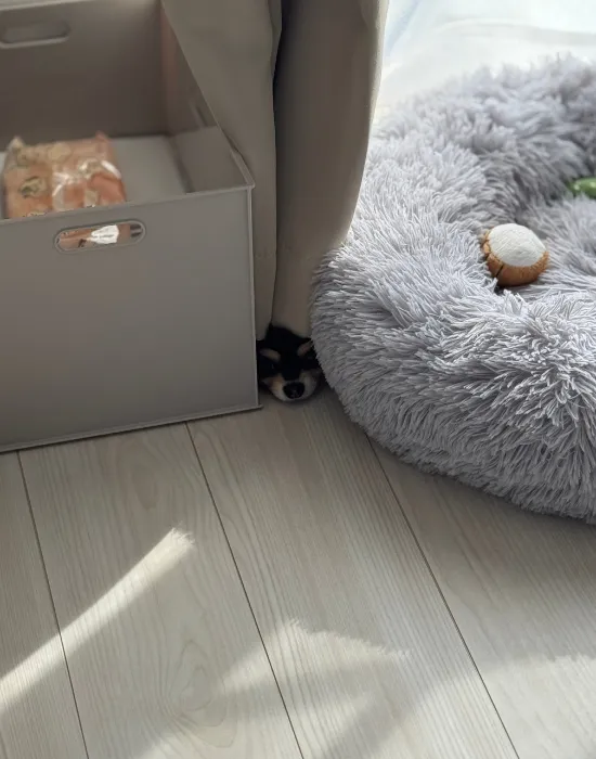 カーテンの下から覗く犬