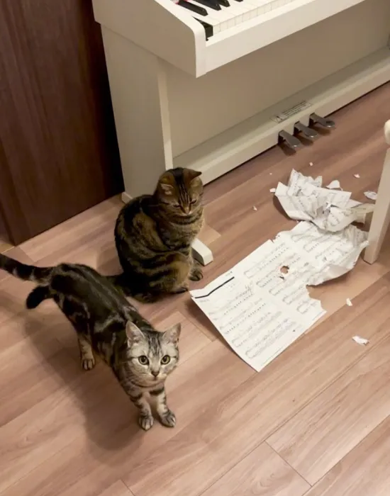 視線を合わせない猫