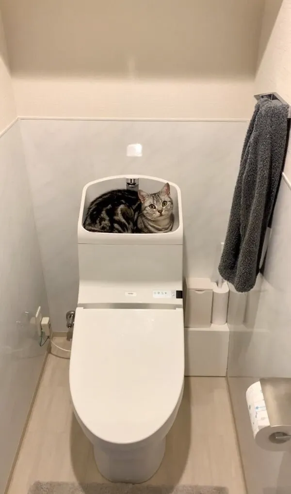 手洗い場に座っている猫