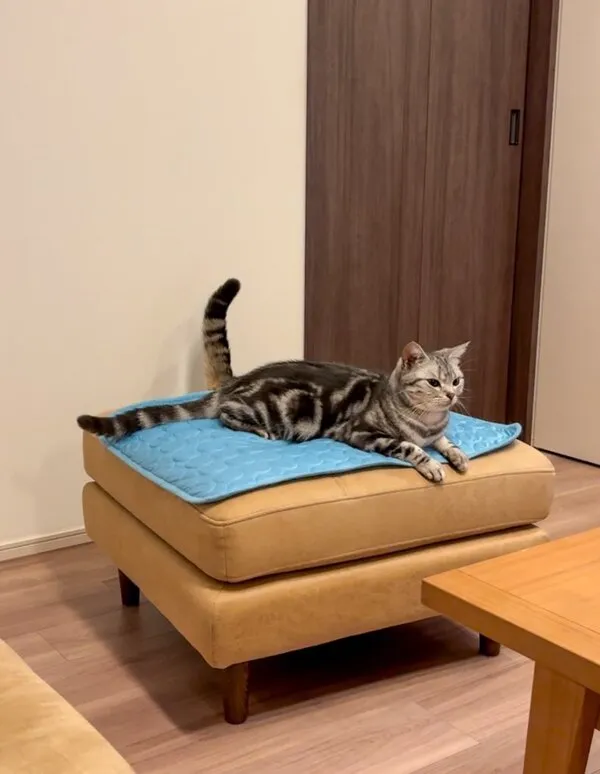 尻尾が2本あるように見える猫
