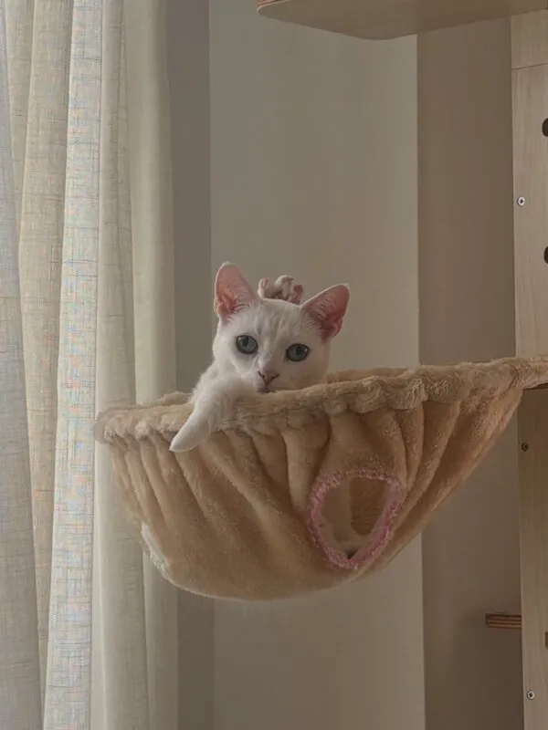 不思議な姿勢の猫