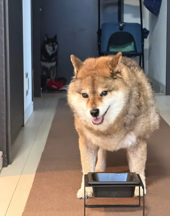 ご飯を食べる犬
