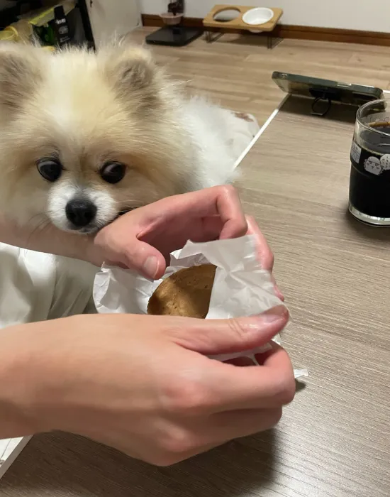 大判焼きを狙う犬
