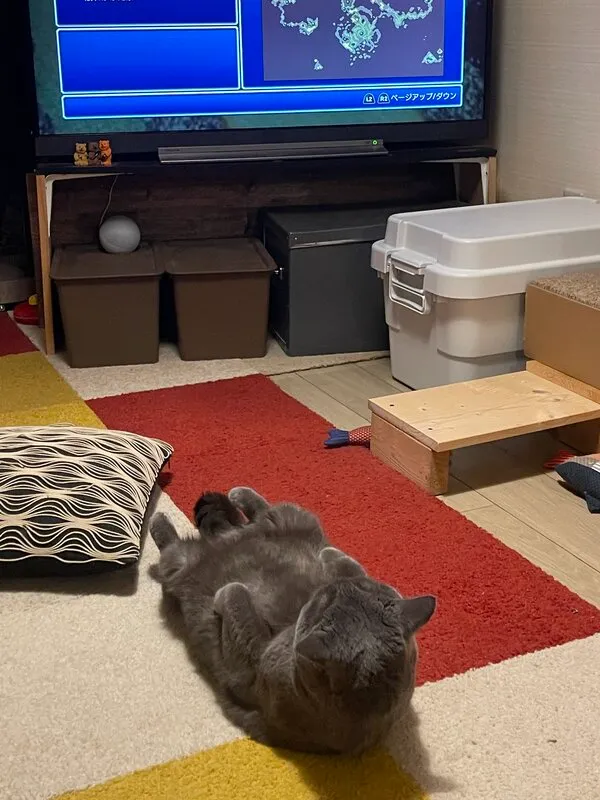 テレビを見る猫
