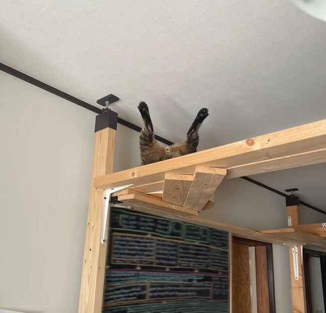 脚を伸ばしている猫