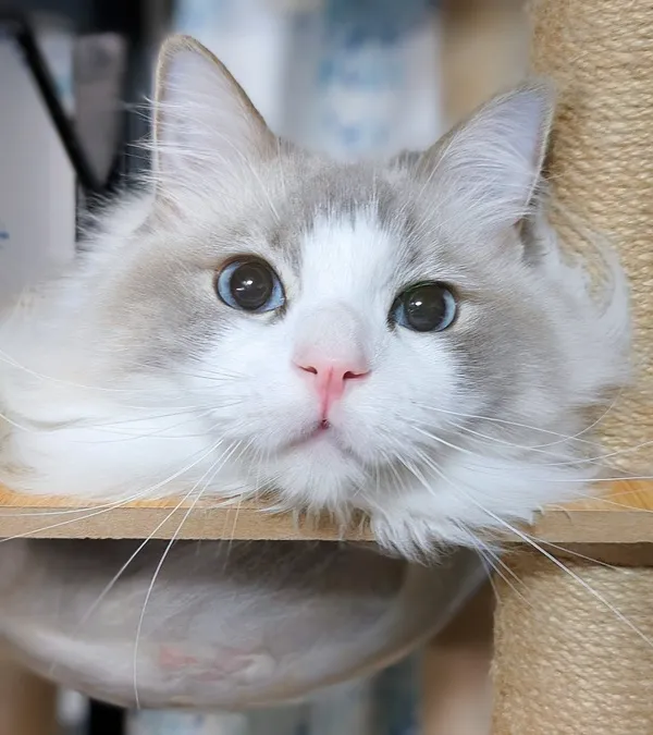 クリクリの目をした猫