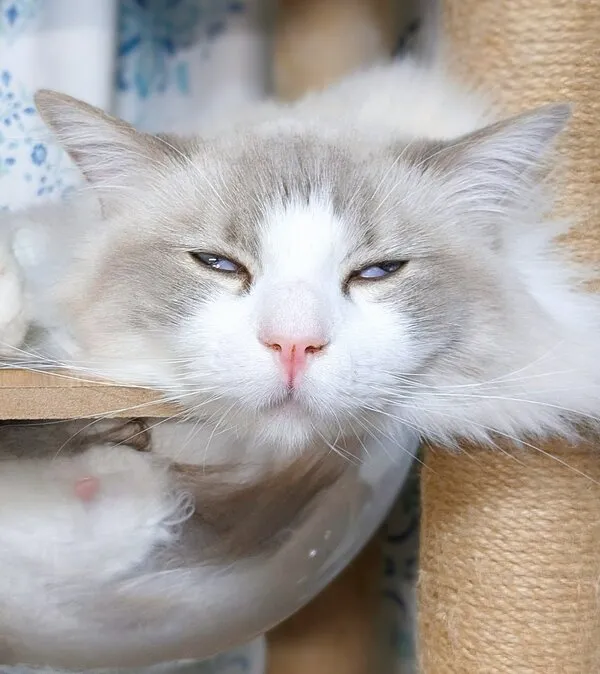 白目を剥いている猫